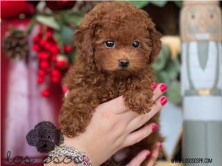 Puerto Rico Toy Poodle - Los Osos PR, Perros Gatos y Caballos