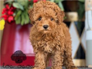 Puerto Rico Toy Poodle chiquita! - Los Osos PR, Perros Gatos y Caballos