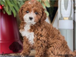 Mini Toy Poodle Tuxedo - Los Osos PR, Los Osos PR