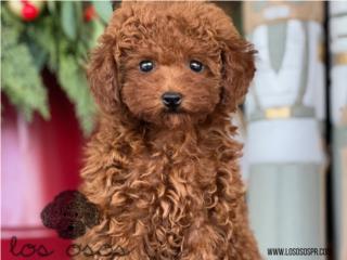 Puerto Rico Toy mini Poodle Super Roja - Los Osos PR, Perros Gatos y Caballos