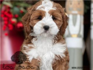 Cavapoo Tuxedo INCREIBLE - Los Osos PR, Los Osos PR