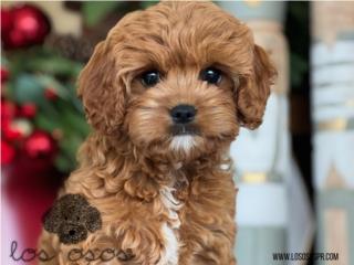 Cavapoo Rojita! - Los Osos PR, Los Osos PR