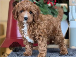 Cavapoo Hermosa Tuxedo - Los Osos PR, Los Osos PR