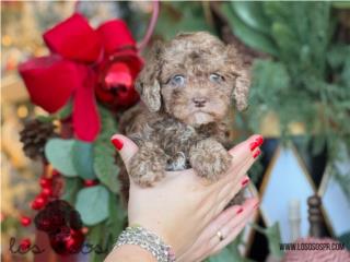 Puerto Rico Toy Poodle chiquita! - Los Osos PR, Perros Gatos y Caballos