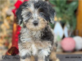 Puerto Rico Aussiedoodle - Los Osos PR, Perros Gatos y Caballos