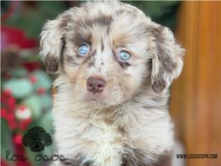 Puerto Rico Aussiedoodle choco merle - Los Osos PR, Perros Gatos y Caballos