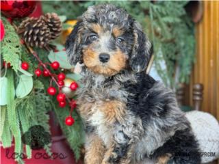 Puerto Rico Aussiedoodle Phantom Merle - Los Osos PR, Perros Gatos y Caballos