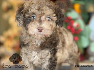 Puerto Rico Poodle Choco Merle - Los Osos PR, Perros Gatos y Caballos