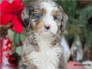 Puerto Rico Aussiedoodle Blue Merle - Los Osos PR, Perros Gatos y Caballos