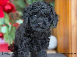 Mini Toy Poodle - Los Osos PR, Mascotas Puerto Rico