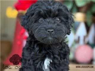 Puerto Rico Cockapoo Toy - Los Osos PR, Perros Gatos y Caballos