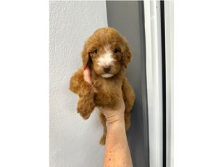 Puerto Rico STANDART POODLE RED, Perros Gatos y Caballos