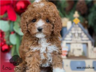 Puerto Rico Mini Poodle Tuxedo - Los Osos PR, Perros Gatos y Caballos