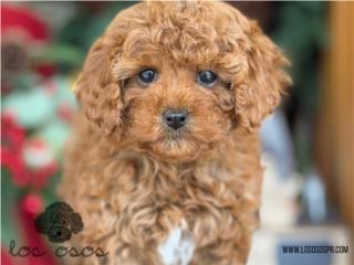 Puerto Rico Mini Toy Poodle - Los Osos PR, Perros Gatos y Caballos