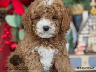 Puerto Rico Mini Toy Poodle Tuxedo - Los Osos PR, Perros Gatos y Caballos