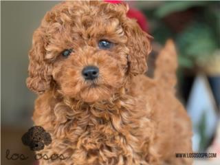 Puerto Rico Miniature Poodle - Los Osos PR, Perros Gatos y Caballos