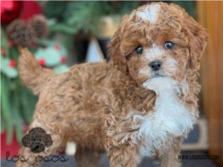 Puerto Rico WOW Mini Poodle Tuxedo - Los Osos PR, Perros Gatos y Caballos