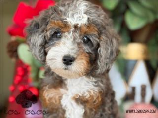 Puerto Rico Bernedoodle Phantom Merle - Los Osos PR, Perros Gatos y Caballos