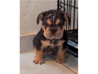 Big Rope black an tan portador de fluffy , French bulldog 