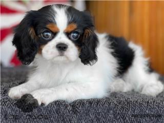 Puerto Rico King Cavalier Spaniel - Los Osos PR, Perros Gatos y Caballos