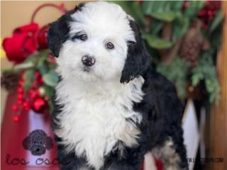 Puerto Rico WOW! Bernedoodle - Los Osos PR, Perros Gatos y Caballos