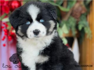 Puerto Rico Mini Australian Shepherd - Los Osos PR, Perros Gatos y Caballos