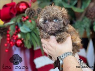 Puerto Rico Micro Shih-Poo Choco - Los Osos PR   , Perros Gatos y Caballos