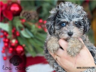 Puerto Rico Shih-Poo Blue Exotica! - Los Osos PR, Perros Gatos y Caballos