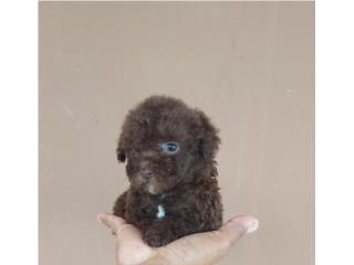 ESPECTACULAR TOY POODLE RED CHOCOLATE OJOS VE, Dogs