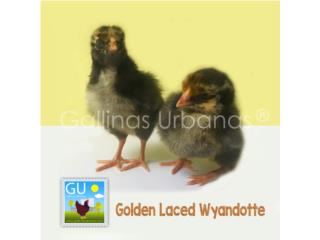 Pollitas Golden laced Wyandottes ponedoras, GALLINAS URBANAS