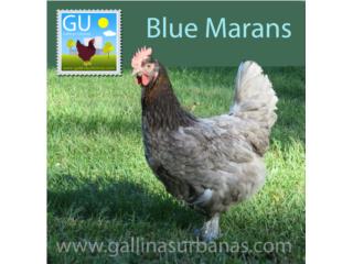 Pollitas Blue Copper Maran, GALLINAS URBANAS