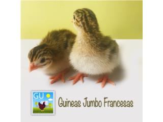 Guineas Francesas Jumbo, GALLINAS URBANAS