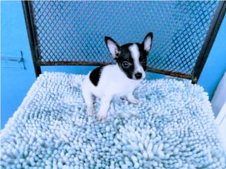 BELLO TOY CHIHUAHUA CON PAPELES-VACUNAS, Puppy world