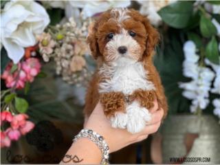 Preciosa Poodle Tuxedo - Los Osos PR, Mascotas Puerto Rico