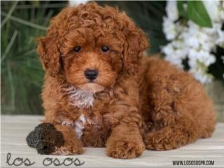 Mini Poodle Machito - Los Osos PR, Mascotas Puerto Rico