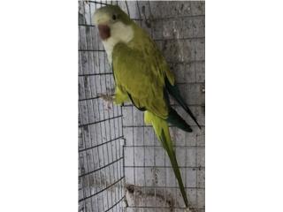 Puerto Rico - MascotasQuaker opalina verde hembra adulta probada  Puerto Rico