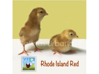 Pollitas Rhde Island red, GALLINAS URBANAS