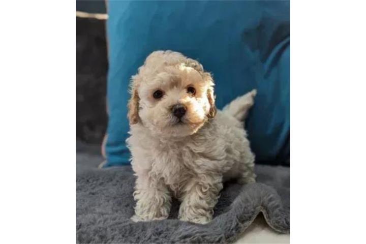 Cockapoo Apricot Toy Puerto Rico