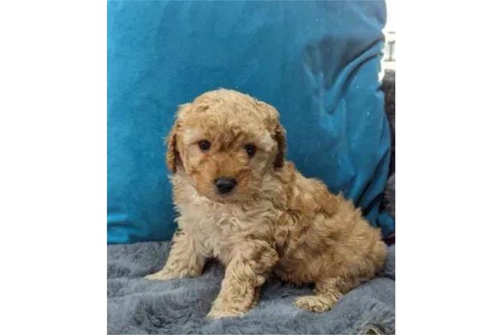 Cockapoo Apricot Toy Puerto Rico