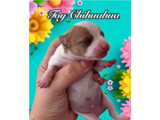 TOY CHIHUAHUA MACHO Tricolor, PUPS