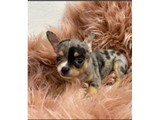 Chihuahua toy merley,  Cecilia kennels