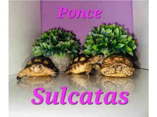 Sulcatas  , Luxury P.R