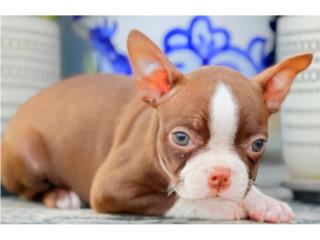 Boston Terrier Rojos Ojos Verdes Papeles, Puppy Guy