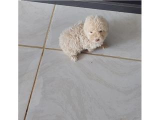 TOY POODLE MACHO RED NOSE , Dogs