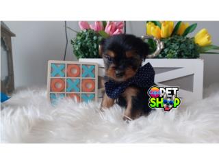 Yorkie toy nene con papeles , French Lovers