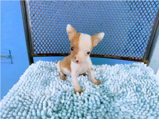 TOY CHIHUAHUA PINTO MERLE-OJOS VERDES-PAPELES, Puppy world