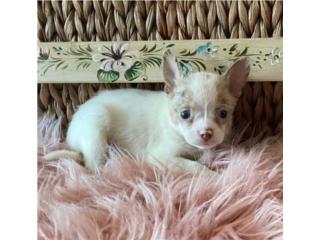 Chihuahua merle Blanco/lilac Vacunado ,  Cecilia kennels
