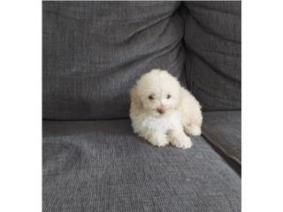 TOY POODLE MACHO PERLADO RED NOSE , Dogs 
