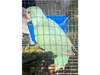 Ringneck azul turquesa macho Con adn , RM Pets