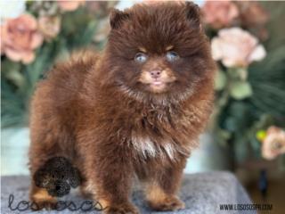 Puerto Rico Pomeranian Choco Tan - Los Osos PR, Perros Gatos y Caballos